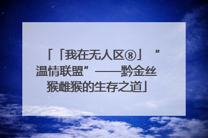「我在无人区⑧」“温情联盟”——黔金丝猴雌猴的生存之道