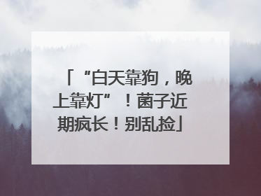 “白天靠狗，晚上靠灯”！菌子近期疯长！别乱捡