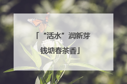 “活水”润新芽 钱塘春茶香