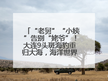 “老舅”“小姨”告别“姥爷”！大连9头斑海豹重归大海，海洋世界：它们已具备野外生存能力