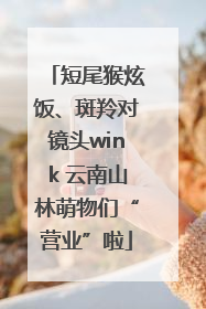 短尾猴炫饭、斑羚对镜头wink 云南山林萌物们“营业”啦