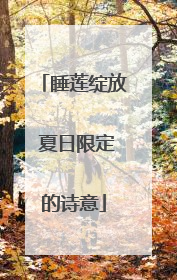 睡莲绽放 夏日限定的诗意