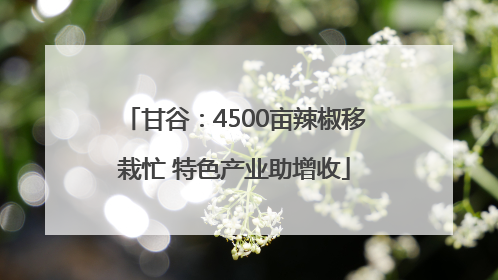 甘谷：4500亩辣椒移栽忙 特色产业助增收