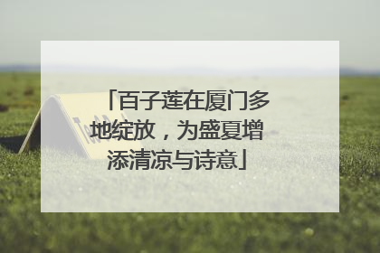 百子莲在厦门多地绽放，为盛夏增添清凉与诗意