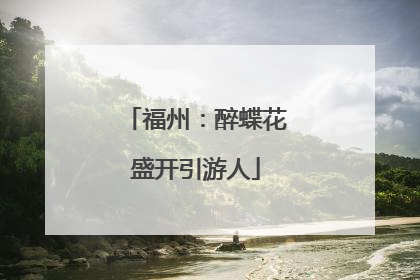 福州：醉蝶花盛开引游人