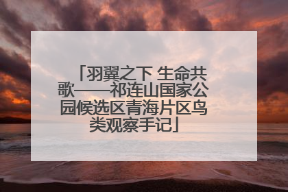 羽翼之下 生命共歌——祁连山国家公园候选区青海片区鸟类观察手记