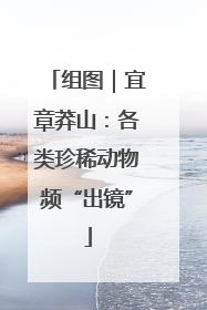 组图｜宜章莽山：各类珍稀动物频“出镜”