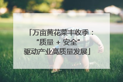 万亩黄花菜丰收季：“质量 + 安全” 驱动产业高质量发展