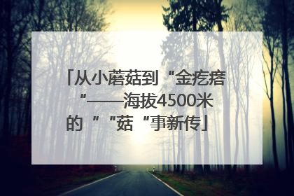 从小蘑菇到“金疙瘩“——海拔4500米的““菇“事新传
