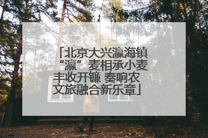 北京大兴瀛海镇“瀛”麦相承小麦丰收开镰 奏响农文旅融合新乐章
