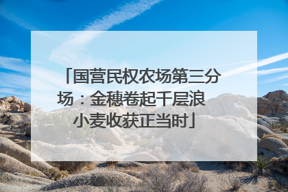 国营民权农场第三分场：金穗卷起千层浪 小麦收获正当时