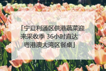 宁夏利通区供港蔬菜迎来采收季 36小时直达粤港澳大湾区餐桌