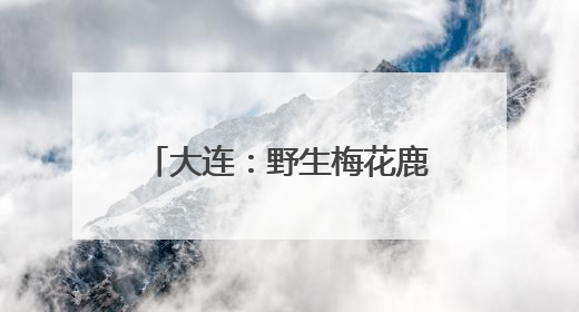 大连：野生梅花鹿与市民和谐相处
