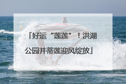 好运“莲莲”！洪湖公园并蒂莲迎风绽放