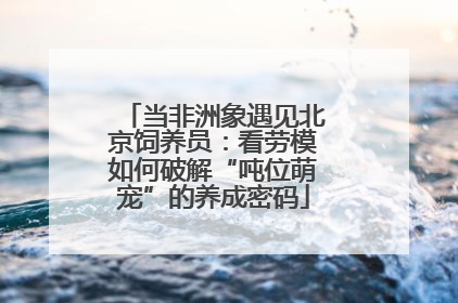 当非洲象遇见北京饲养员：看劳模如何破解“吨位萌宠”的养成密码