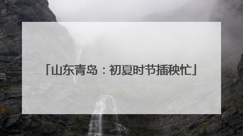 山东青岛：初夏时节插秧忙
