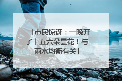 市民惊讶：一晚开了十五六朵昙花！与雨水均衡有关