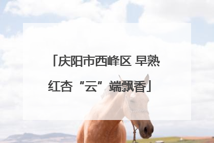 庆阳市西峰区 早熟红杏“云”端飘香