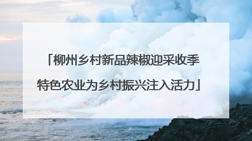 柳州乡村新品辣椒迎采收季 特色农业为乡村振兴注入活力