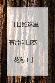 日照这里有片向日葵花海！