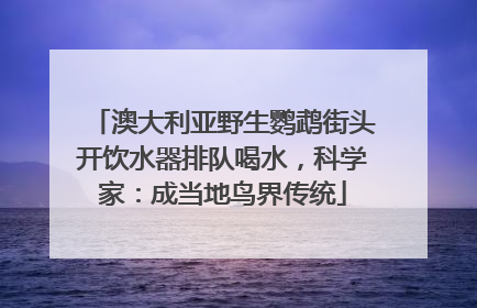 澳大利亚野生鹦鹉街头开饮水器排队喝水，科学家：成当地鸟界传统