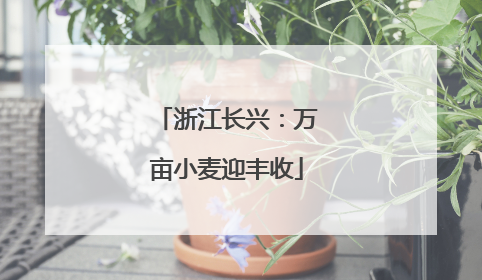 浙江长兴：万亩小麦迎丰收