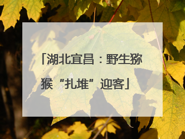 湖北宜昌：野生猕猴“扎堆”迎客