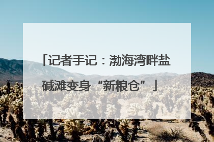 记者手记：渤海湾畔盐碱滩变身“新粮仓”