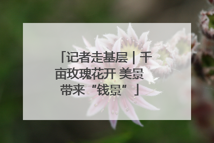 记者走基层｜千亩玫瑰花开 美景带来“钱景”