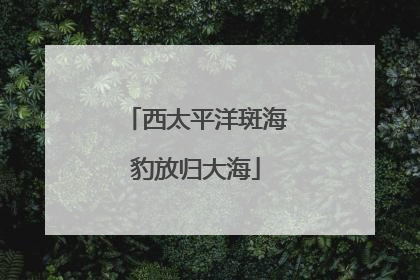 西太平洋斑海豹放归大海