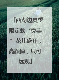 西湖边夏季限定款“臭美”花儿盛开，高颜值，只可远观