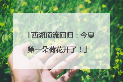 西湖顶流回归：今夏第一朵荷花开了！