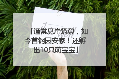 通常悬崖筑巢，如今首钢园安家！还孵出10只萌宝宝
