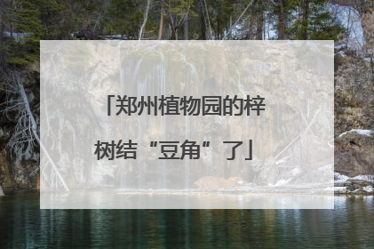 郑州植物园的梓树结“豆角”了