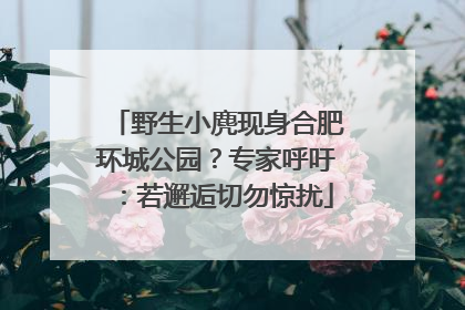野生小麂现身合肥环城公园？专家呼吁：若邂逅切勿惊扰