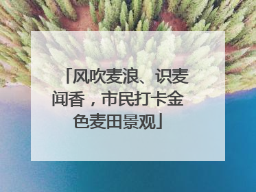 风吹麦浪、识麦闻香，市民打卡金色麦田景观
