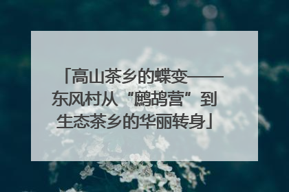高山茶乡的蝶变——东风村从“鹧鸪营”到生态茶乡的华丽转身