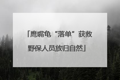 鹰嘴龟“落单”获救 野保人员放归自然