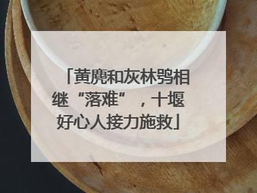 黄麂和灰林鸮相继“落难”，十堰好心人接力施救
