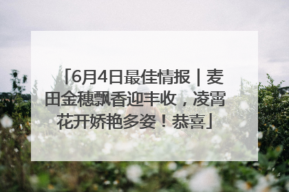 6月4日最佳情报｜麦田金穗飘香迎丰收，凌霄花开娇艳多姿！恭喜